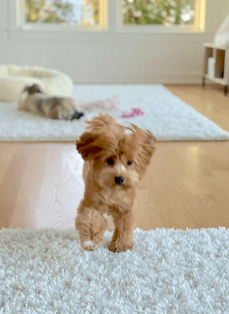 Small red havanese dog leaping in play