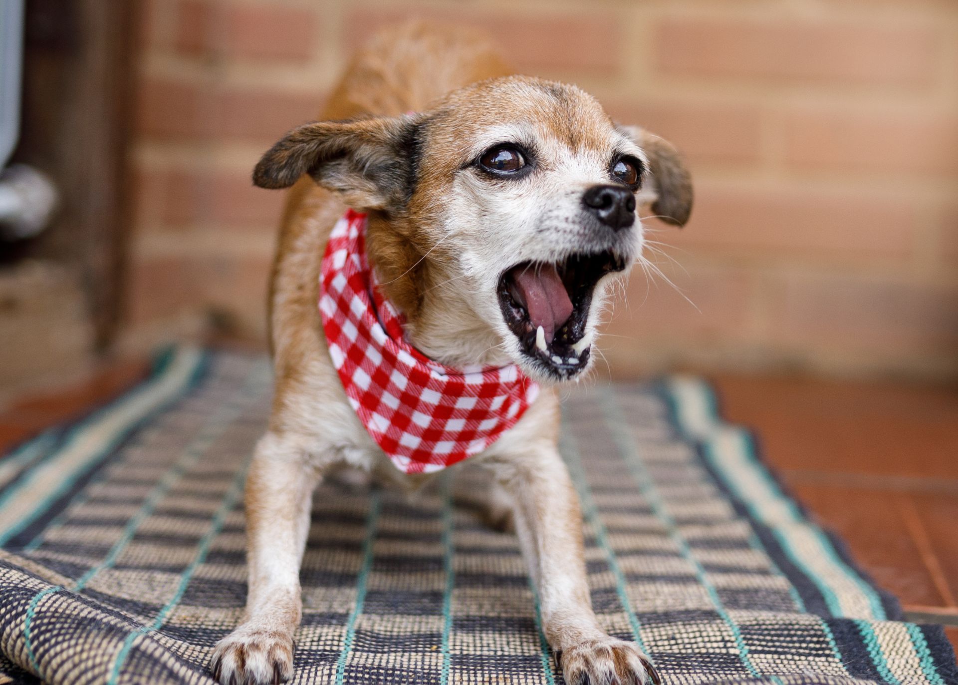 Small, aging beagle barking and poised with front legs splayed