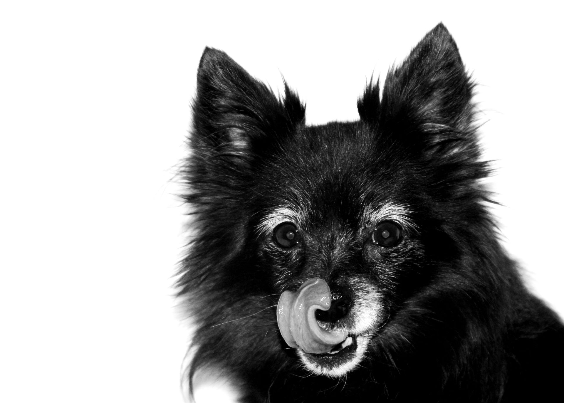 Small black dog with graying face and tongue out