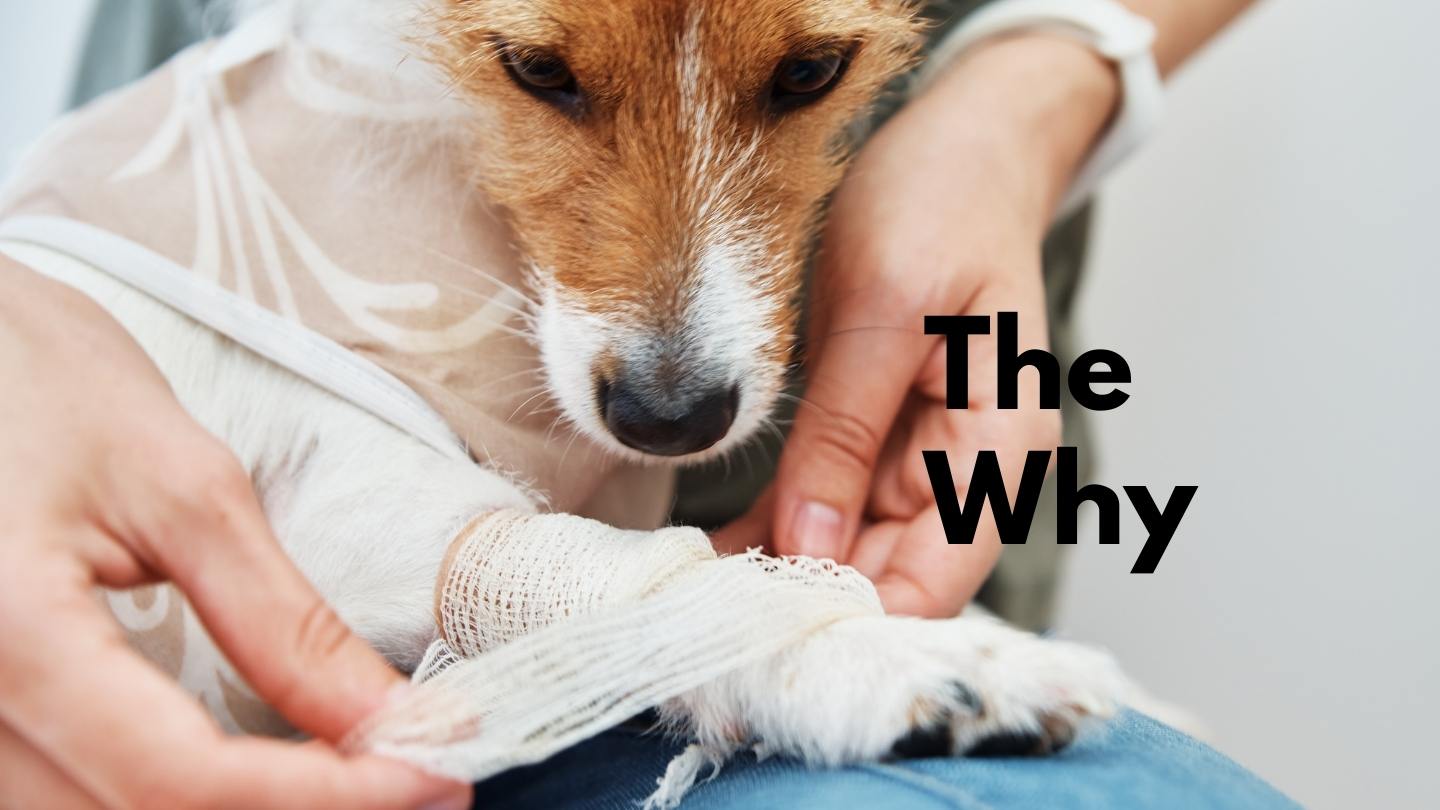 Small, scruffy white terrier with brown face having front right leg wrapped