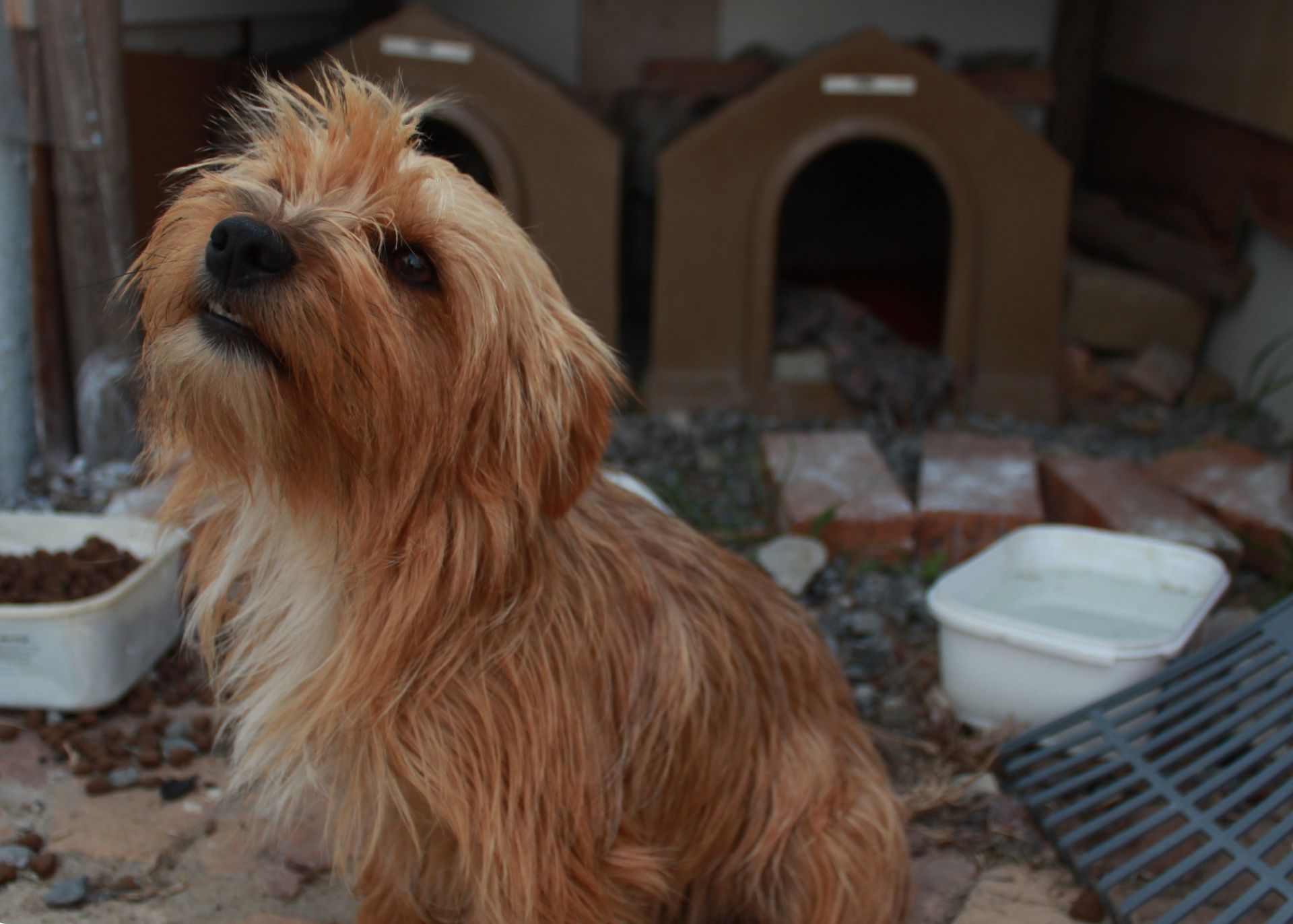 Small dog sitting in front of two forlorn doghouses with random bricks on the ground and a pail of water and food