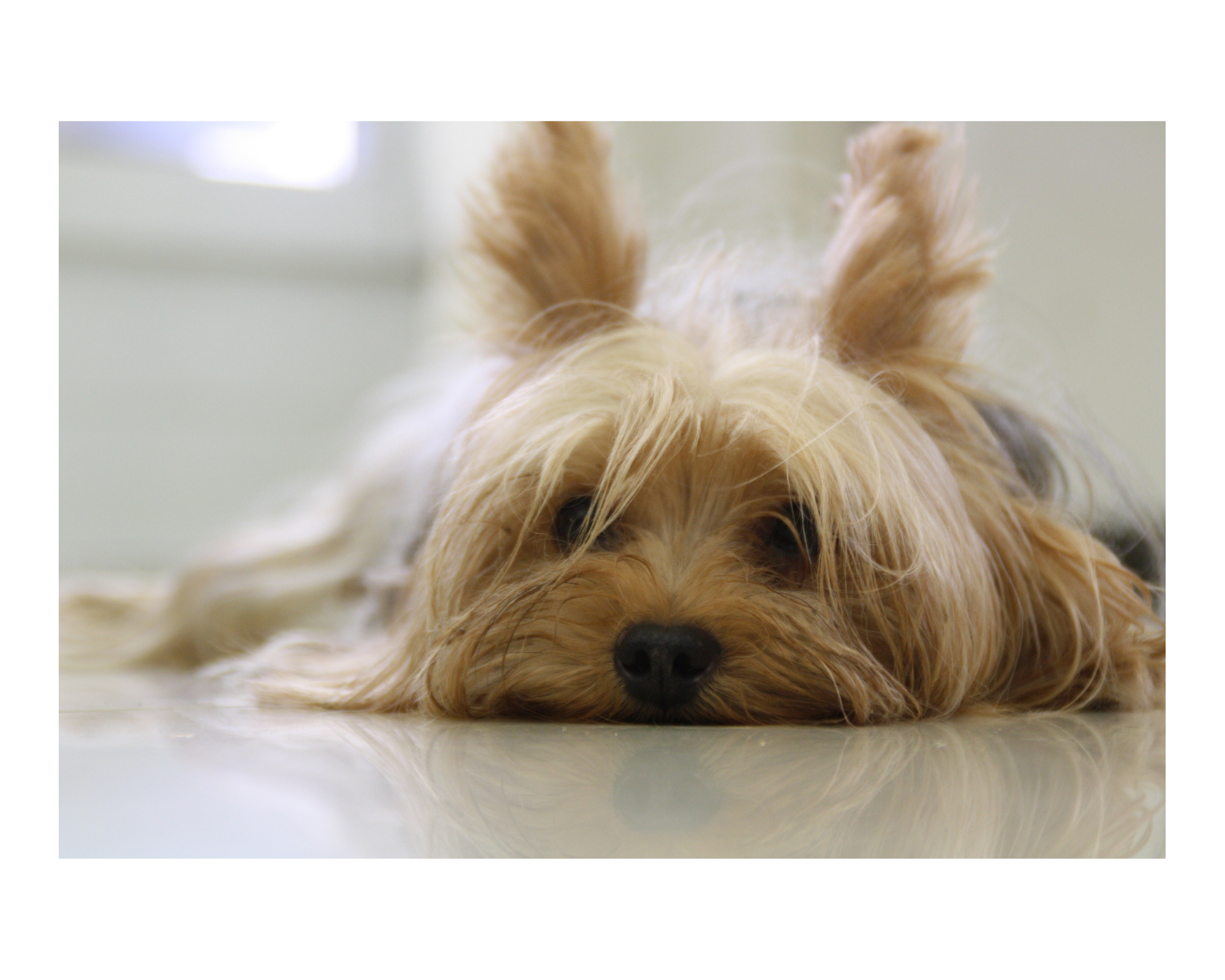 Yorkie laying on his stomach looking bored or sick