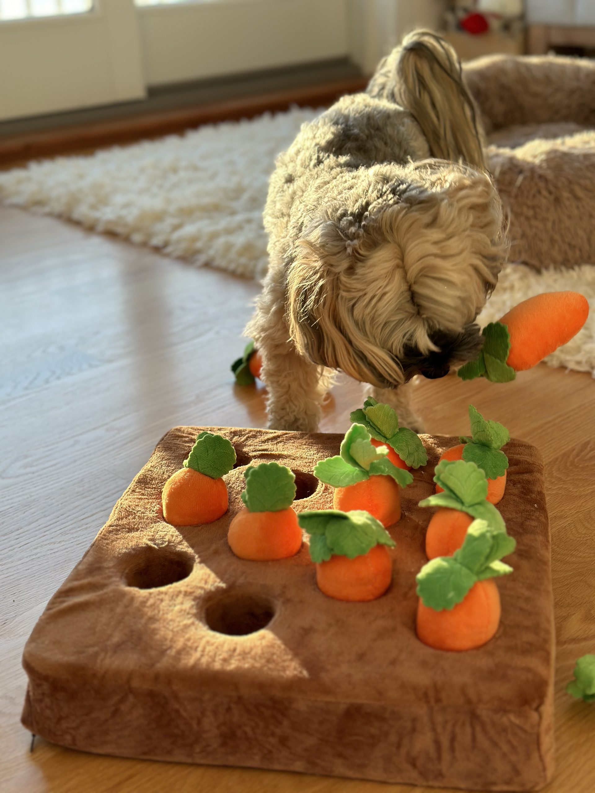 Havanese using carrot snuffle mat