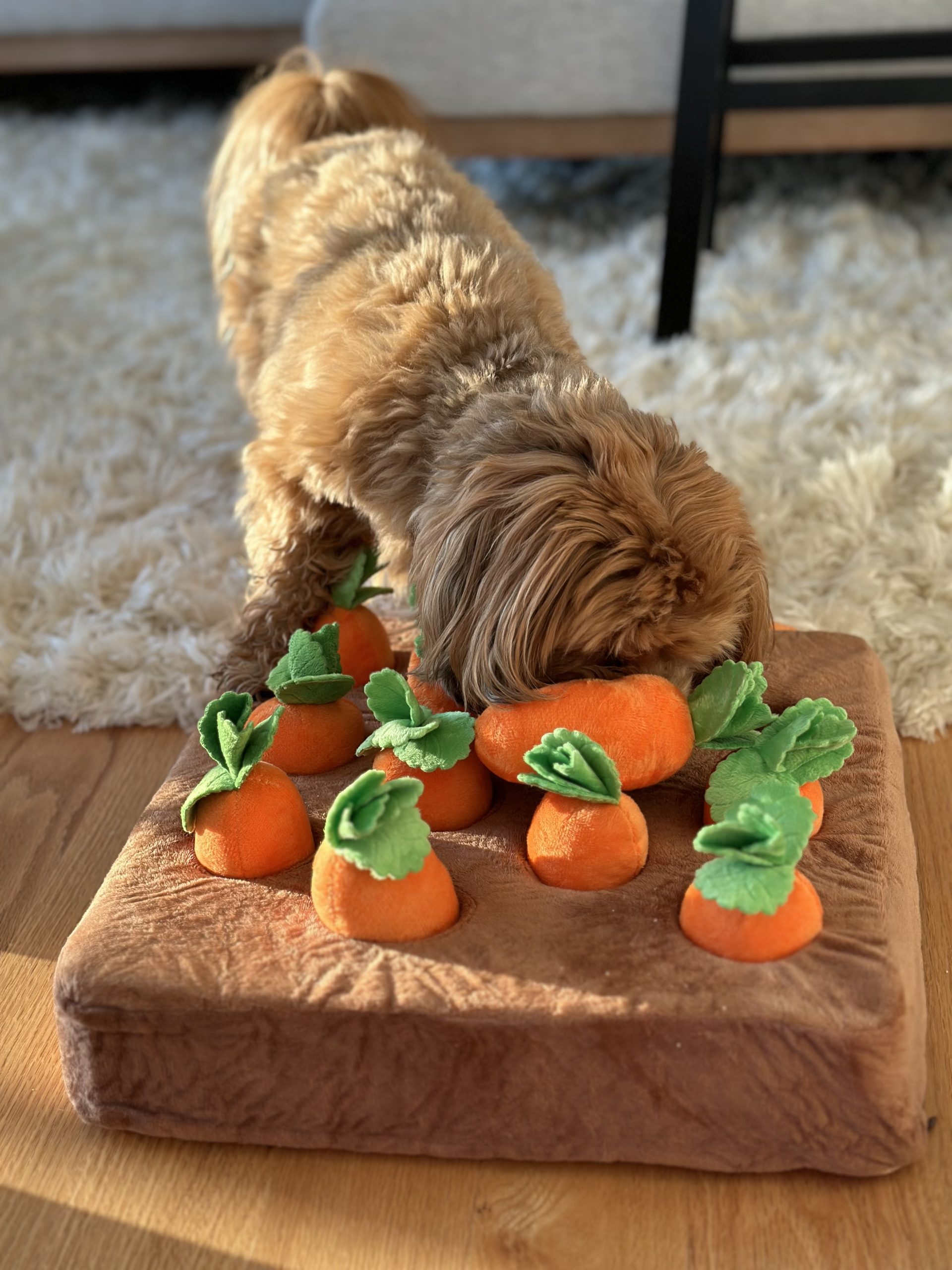 Red Havanese using snuffle meet