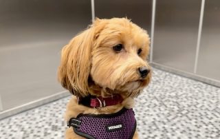 Red havanese in purple harness looking confident in elevator