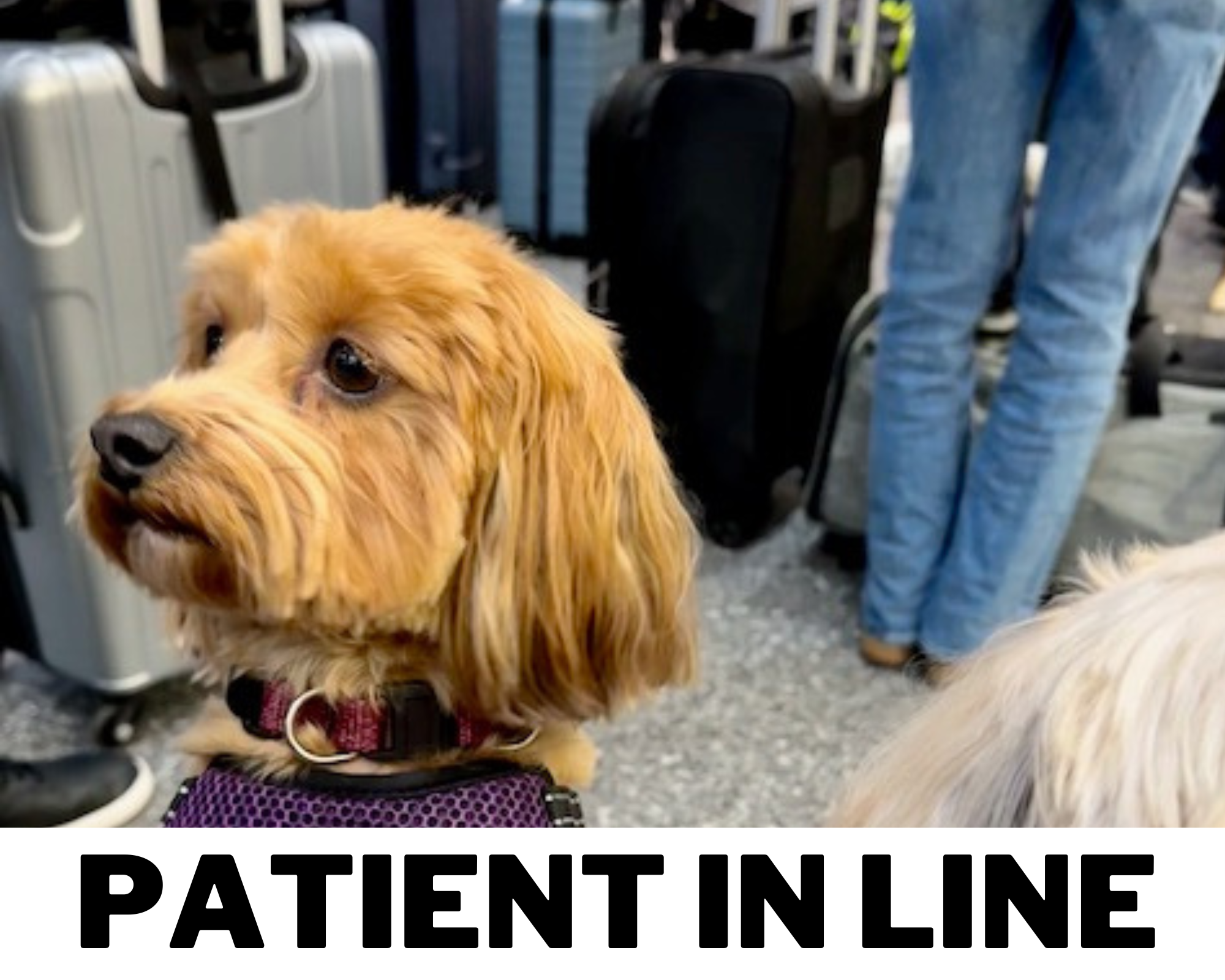 Red Havanese watching others intently while waiting in line