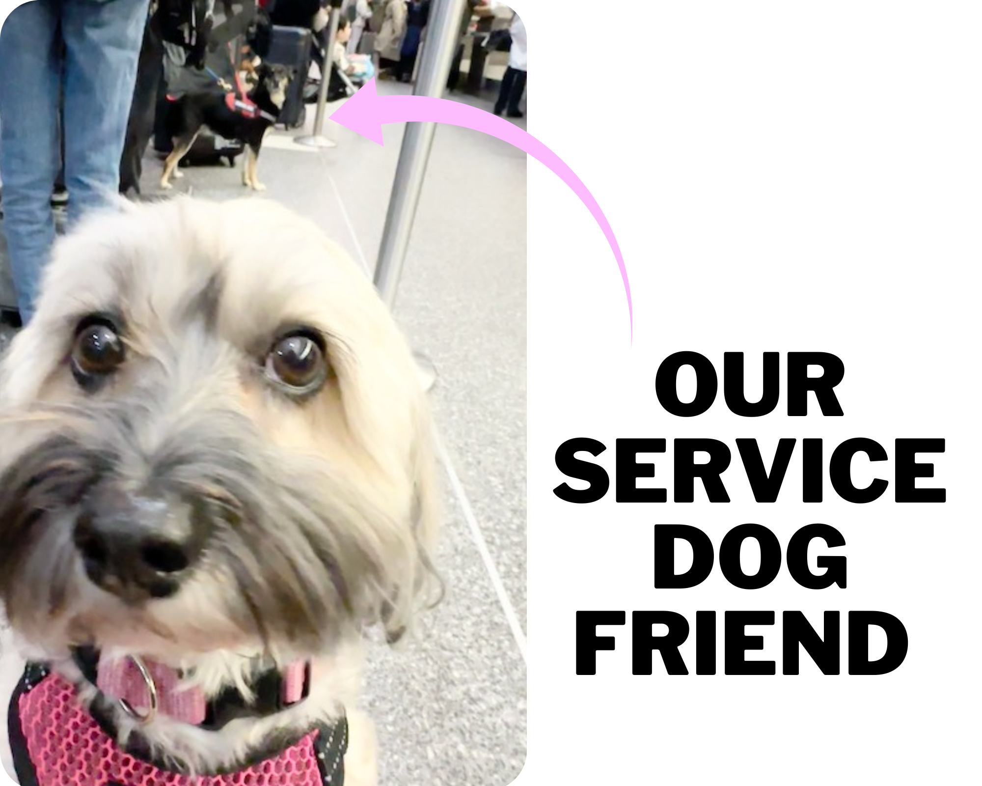 Grey, black, and cream Havanese with blurry service dog in background in line at airport