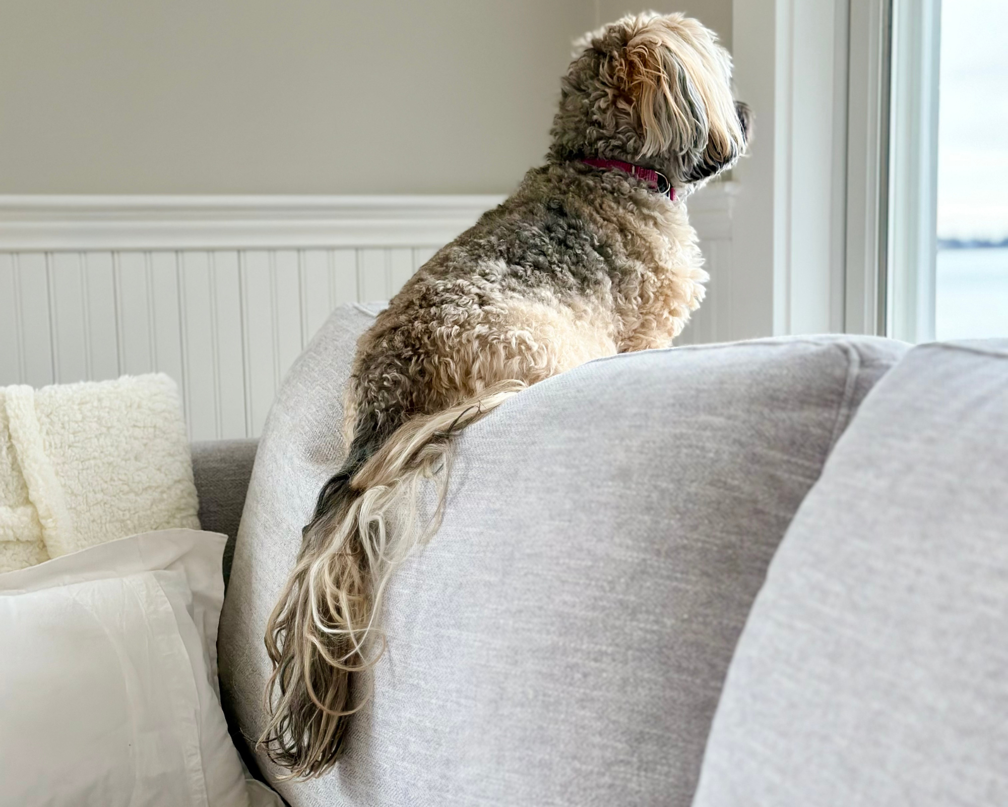 Beautiful Gold, Cream and black havanese looking out window