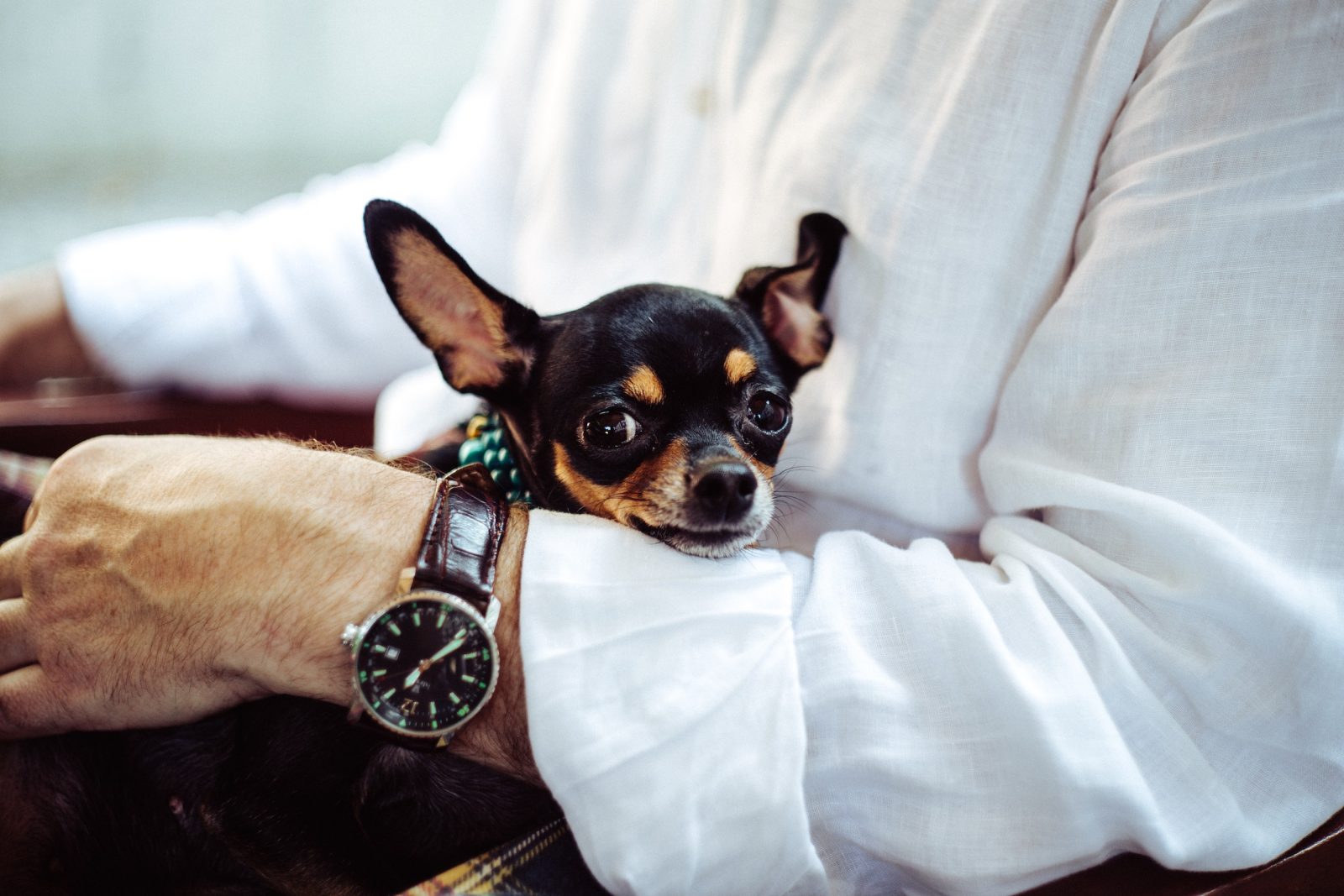 Small dog in crook of man's arm