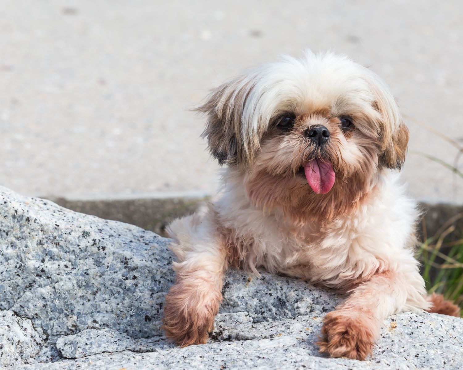 Small, fluffy white dog with muddy face and paws leaning over a rock.