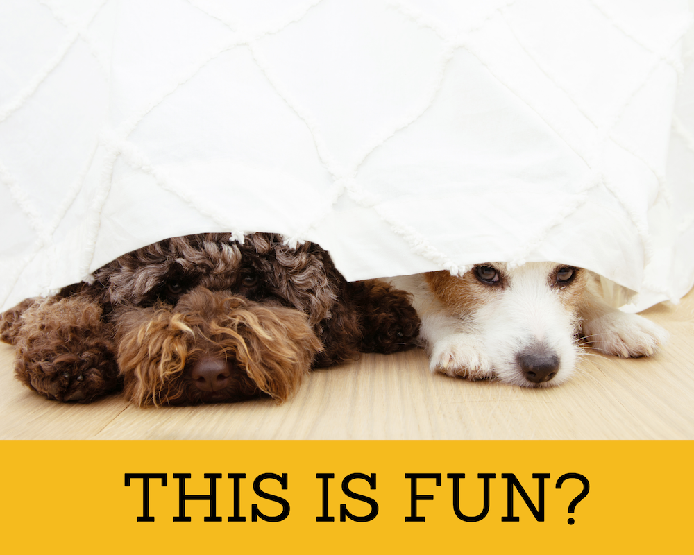 two small dogs hiding under bed with white blanket