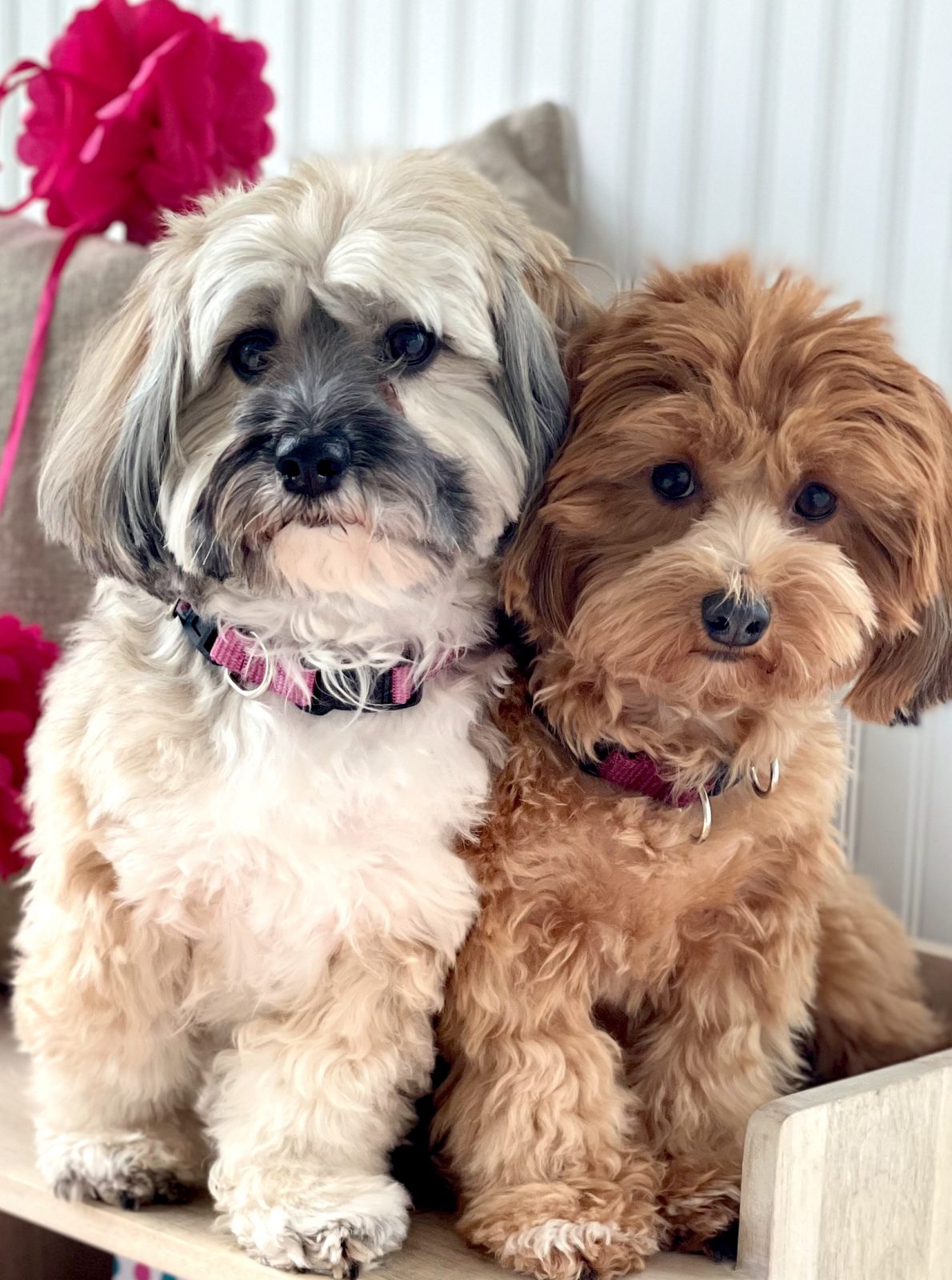 two havanese crowding each other