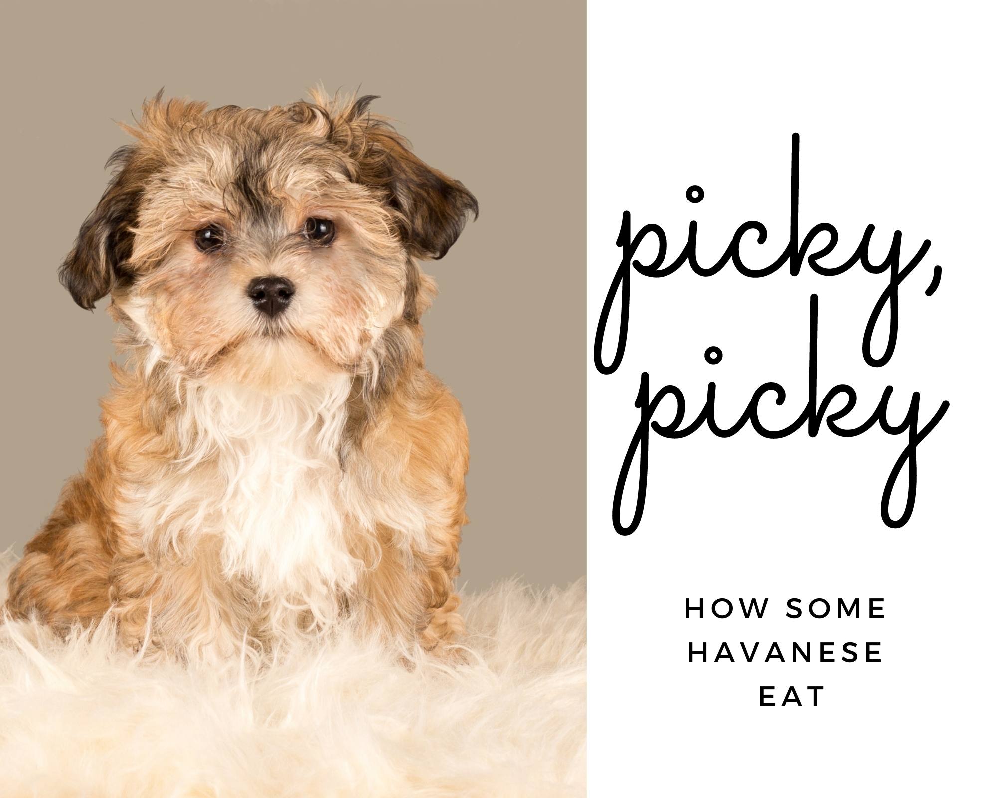 Havanese picky eater best sale