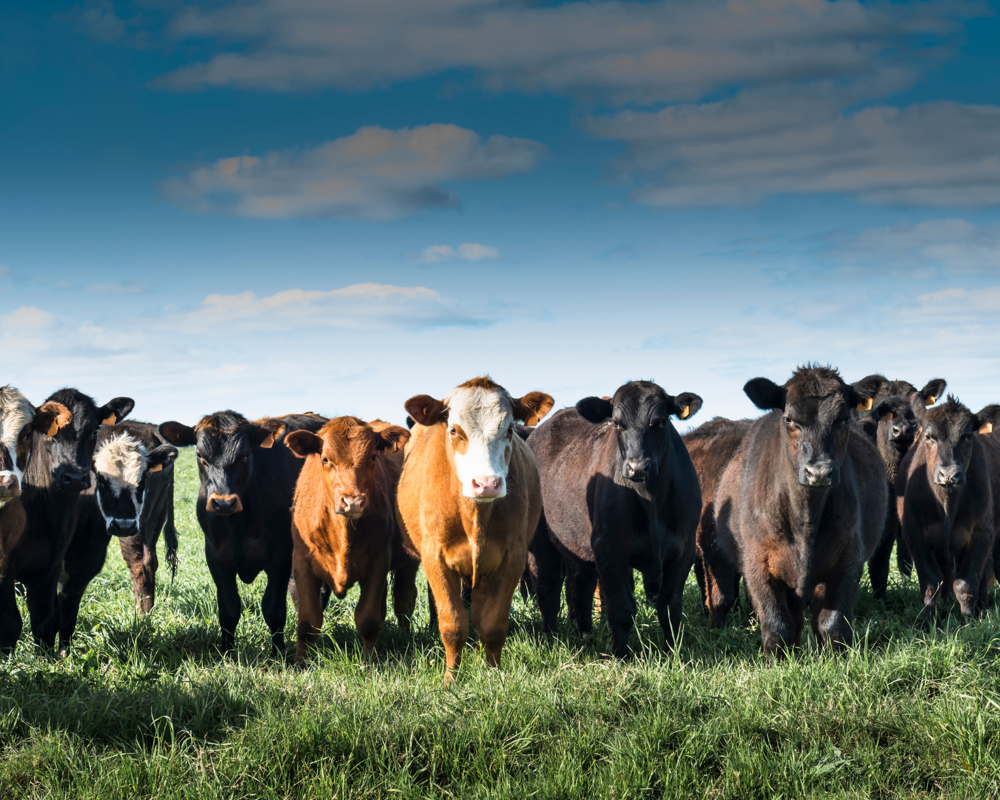 Herd of Cows standing in green pasture with blue sky/white clouds in background