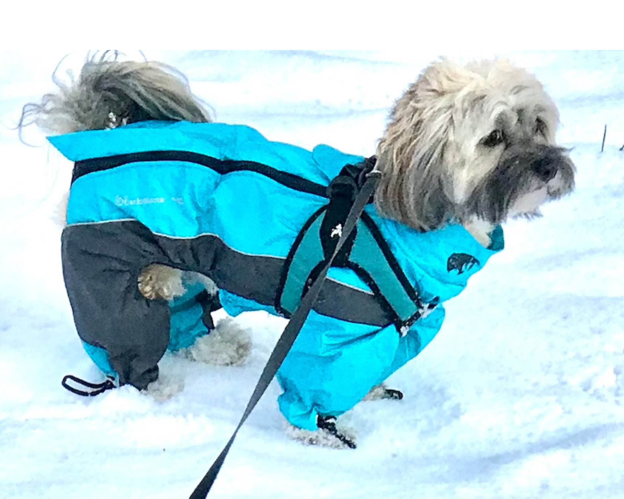 Grey and black Havanese in blue snowsuit in snow